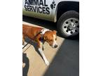 Adopt Hero a American Staffordshire Terrier, Mixed Breed