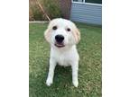 Adopt Trooper a Great Pyrenees, Mixed Breed