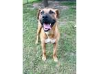 Adopt McLain a Pit Bull Terrier, Mastiff