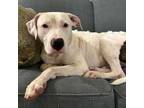 Adopt Pantaloon a Pit Bull Terrier, Mixed Breed