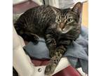 Adopt Simon a Domestic Short Hair