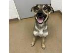 Adopt Goofy a Shepherd