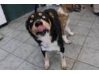 Adopt Tanner a Husky, Mixed Breed