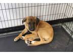 Adopt Meekers a Labrador Retriever, Mixed Breed