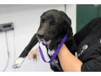 Adopt Bandit a Labrador Retriever, Mixed Breed
