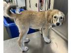Adopt Toaster a Great Pyrenees, Mixed Breed