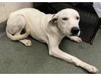 Adopt Stephano a Dalmatian, Mixed Breed