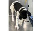 Adopt Air Fryer a Great Pyrenees, Mixed Breed