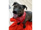 Adopt Beans a Mastiff