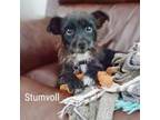 Adopt Stumvoll a Yorkshire Terrier, Dachshund