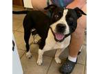Adopt Bravo a Pit Bull Terrier