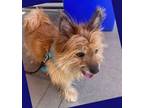 Adopt REDDICK in AZ a Cairn Terrier