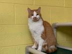 Adopt Bill a Domestic Short Hair