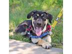 Adopt Bandit Pup: Skeeter a Mixed Breed