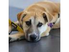 Adopt Bandit Pup: Smokey a Mixed Breed