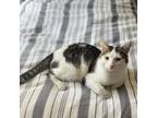 Adopt Melvin a Domestic Short Hair