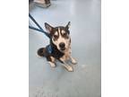 Adopt Spade a Siberian Husky
