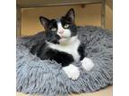 Adopt Connor a Domestic Short Hair