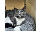 Adopt Larry a Domestic Short Hair