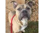 Adopt Guppy a American Staffordshire Terrier