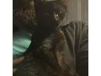 Adopt Midnight a American Shorthair