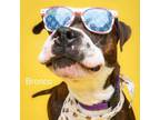 Adopt Bronco a Boxer, Mixed Breed