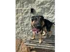Adopt 2406-0925 Tucker a German Shepherd Dog