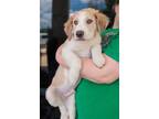 Adopt The A Team - August a Australian Shepherd