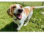 Adopt Skidder a Beagle