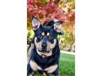 Adopt Rodger a Shepherd, Pit Bull Terrier