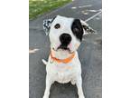 Adopt Cody a Pit Bull Terrier, Mixed Breed