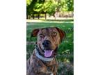 Adopt Ben a Plott Hound, Mixed Breed