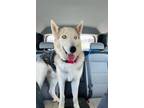 Adopt Rockie IV a Husky