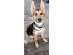 Adopt Sniper a German Shepherd Dog