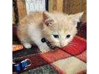 Adopt Rattata a American Shorthair