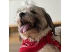 Adopt Mr. Mime a Shih Tzu, Mixed Breed