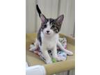 Adopt Sid a Domestic Short Hair