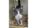 Adopt Max a Domestic Short Hair