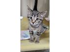 Adopt Chili a Domestic Short Hair