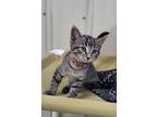 Adopt Pip a Domestic Short Hair