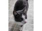 Adopt CJ a Domestic Short Hair