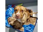 Adopt Kratos a Pit Bull Terrier
