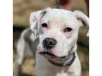 Adopt Crumpet a Mixed Breed