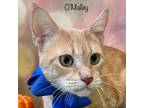 Adopt O'Malley a Domestic Short Hair