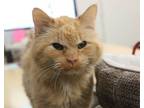 Adopt Oscar a Domestic Long Hair
