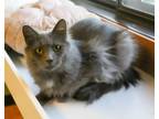 Adopt Houdini a Domestic Long Hair