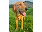 Adopt Jenkins a Yellow Labrador Retriever
