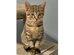 Adopt Eddy a Tabby, Domestic Short Hair