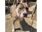 Adopt Lufy a Pit Bull Terrier