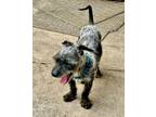 Adopt Miko a Schnauzer
